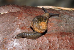 Cryptaustenia