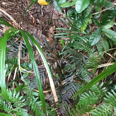 Tapeinidium pinnatum