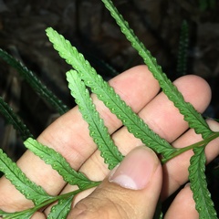 Tapeinidium pinnatum