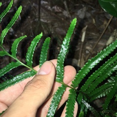 Tapeinidium pinnatum