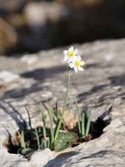 Narcissus tazetta tazetta