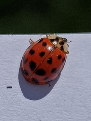 Harmonia axyridis