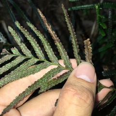 Tapeinidium pinnatum