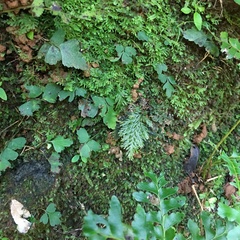 Trichomanes obscurum