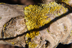 Xanthoria parietina