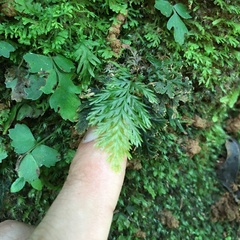 Trichomanes obscurum