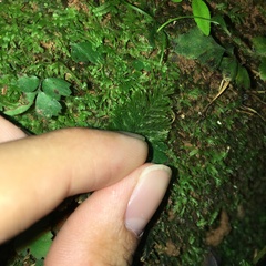 Trichomanes obscurum