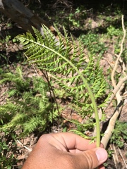 Pedicularis bracteosa paysoniana