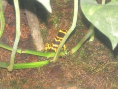 Dendrobates