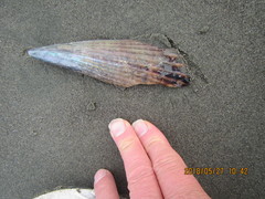 Atrina zelandica