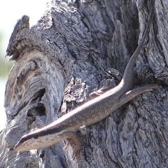 Trachylepis binotata