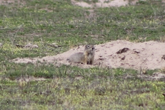 Urocitellus beldingi