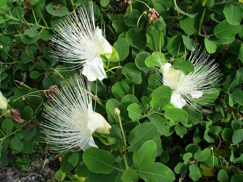 Capparis sandwichiana