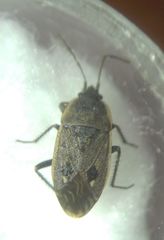 Graptopeltus lynceus