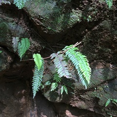 Hymenasplenium unilaterale