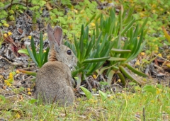 Oryctolagus cuniculus