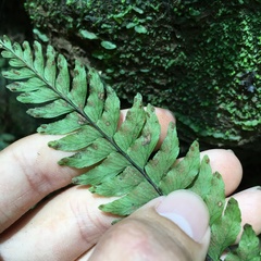 Hymenasplenium unilaterale