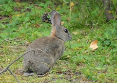 Oryctolagus cuniculus
