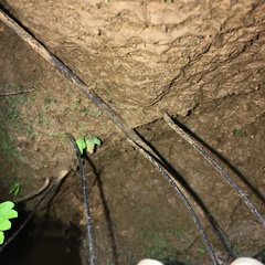 Hymenasplenium unilaterale