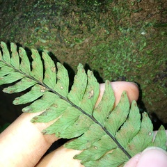 Hymenasplenium unilaterale
