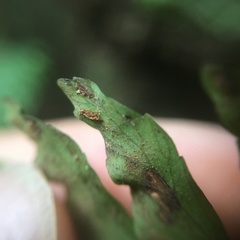 Hymenasplenium unilaterale