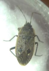 Graptopeltus lynceus
