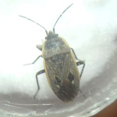 Graptopeltus lynceus