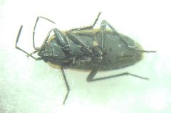 Graptopeltus lynceus
