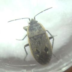 Graptopeltus lynceus