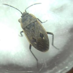 Graptopeltus lynceus