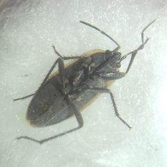 Graptopeltus lynceus
