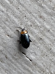 Disonycha triangularis