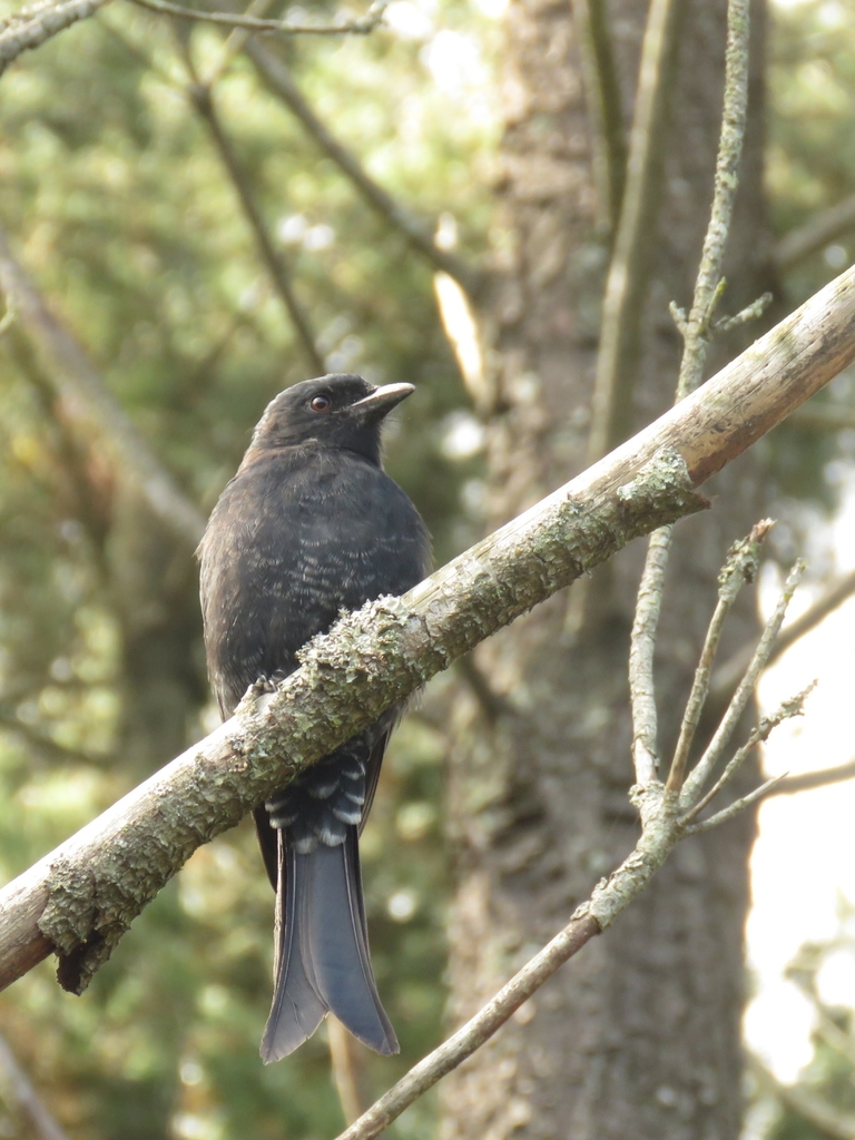 Coastal Forktailed Drongo from Glen Barrie, 6529, South Africa