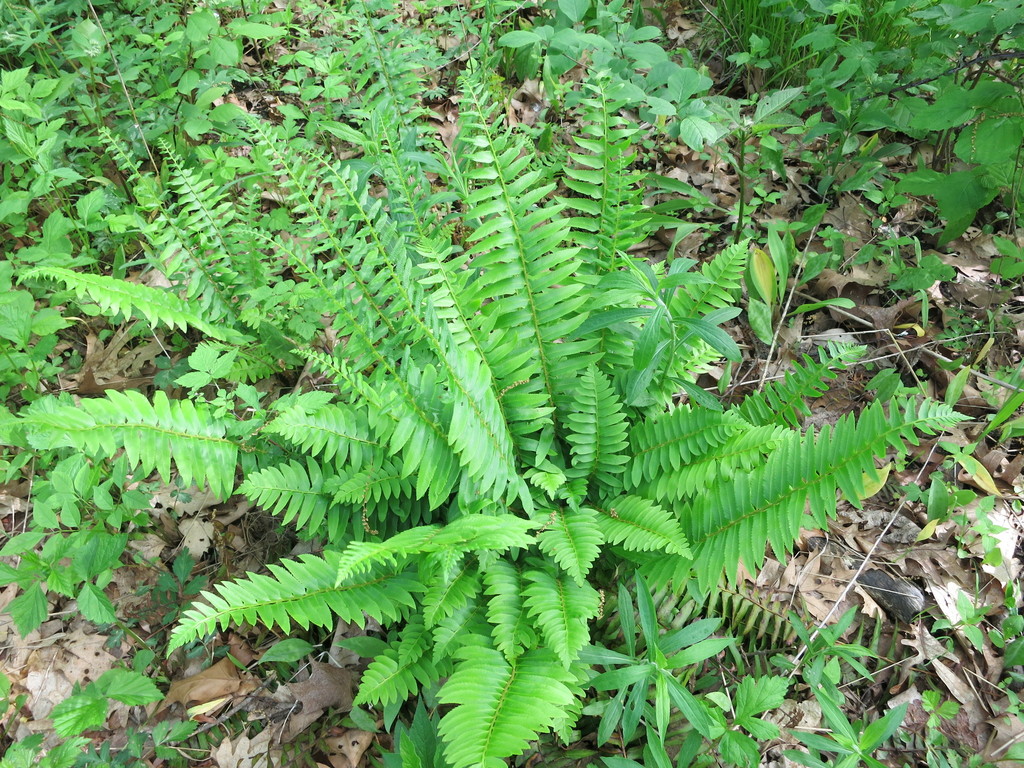 Christmas fern (Vascular Plants of Lost Cove Farm) · iNaturalist