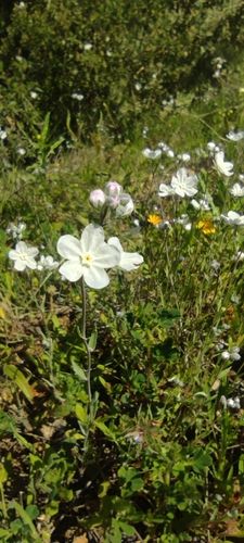 Iberodes linifolia, photograph 5