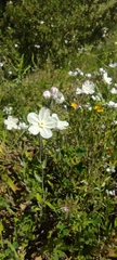 Iberodes linifolia, photograph Santiago Martín-Bravo, CC BY, iNaturalist via GBIF