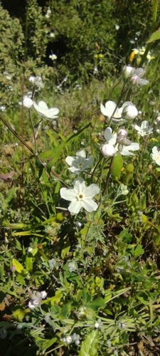 Iberodes linifolia, photograph 6