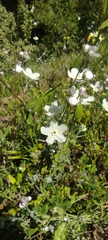 Iberodes linifolia, photograph Santiago Martín-Bravo, CC BY, iNaturalist via GBIF