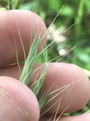 Bromus lanceolatus