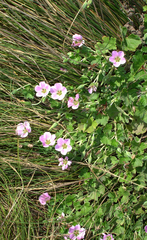 Geranium traversii