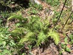Pedicularis bracteosa paysoniana