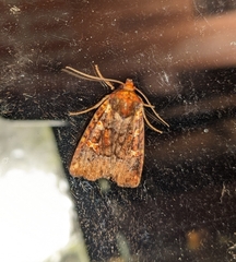 Perigea ignitincta