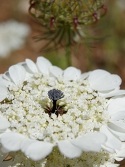 Artedia squamata