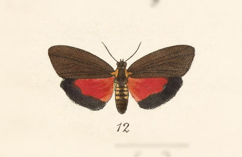Meterythrosia
