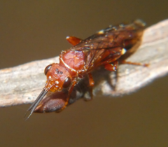 Macroxyela ferruginea