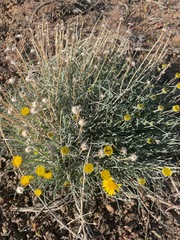 Erigeron linearis