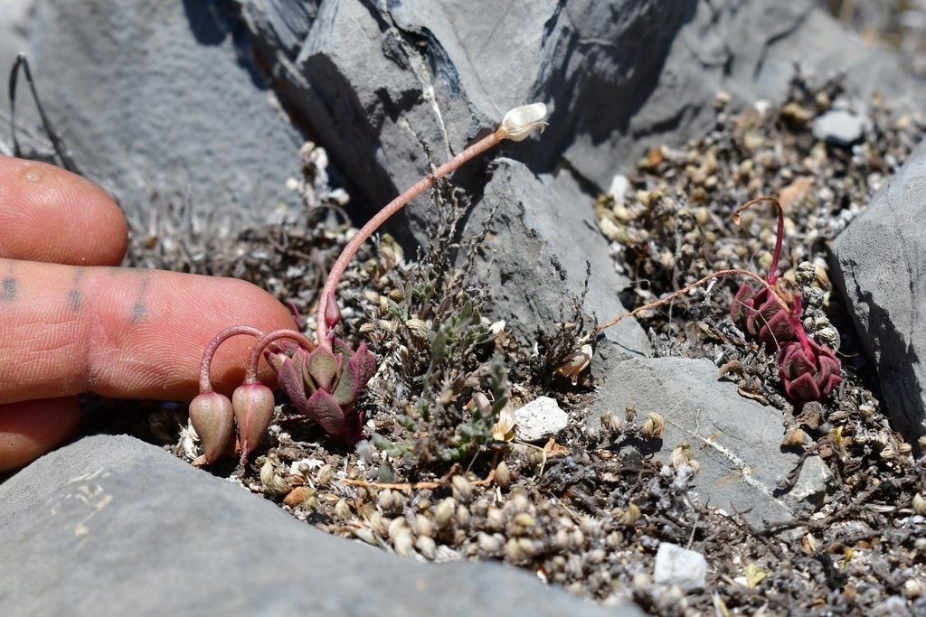 Anacampseros coahuilensis