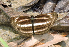 Neptis cartica