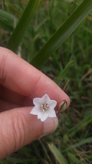 Triteleia peduncularis