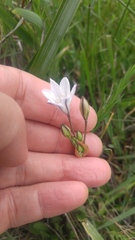 Triteleia peduncularis